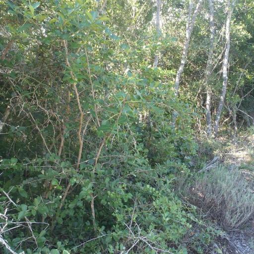 Gymnosporia nemorosa — search result for 'Celastraceae'