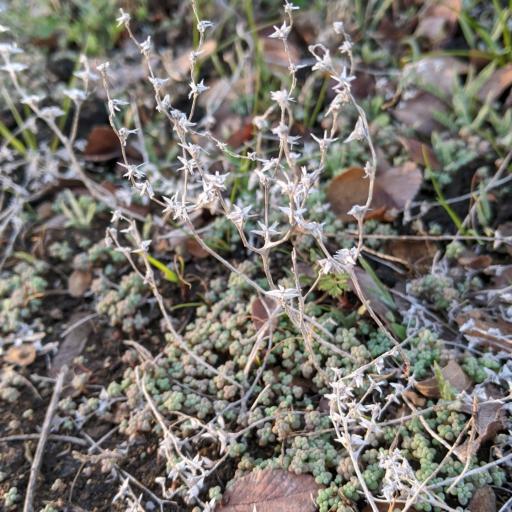 Sedum nuttallii — houseplant care guide