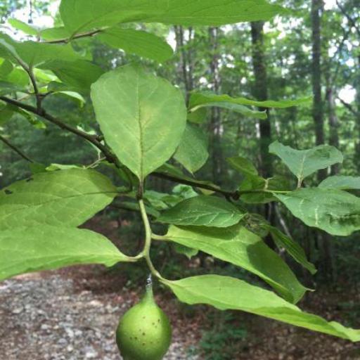 Pyrularia pubera other