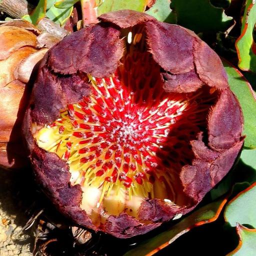 Protea amplexicaulis — related species from the same genus