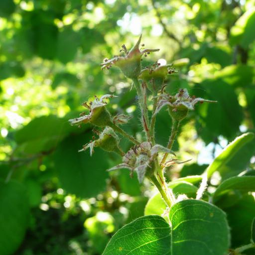 Amelanchier interior other