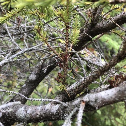 Arceuthobium pusillum other