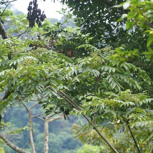 Aralia bipinnata other