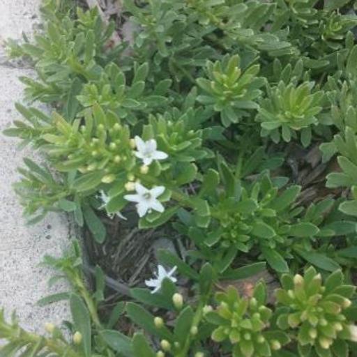 Myoporum parvifolium other