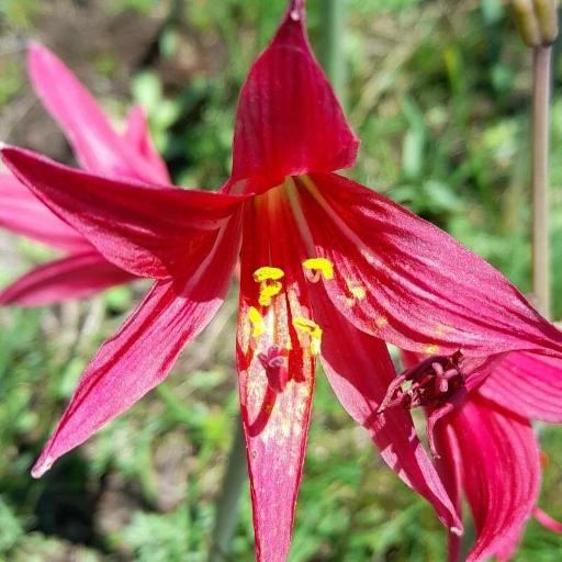 Zephyranthes bifida — houseplant care guide