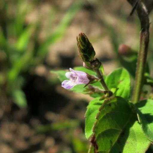 Mosla dianthera other