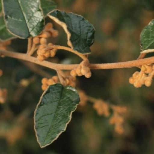 Pomaderris paniculosa other