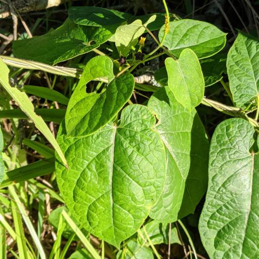 Gonolobus suberosus other