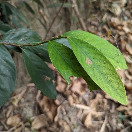 Bridelia balansae — related species from the same genus