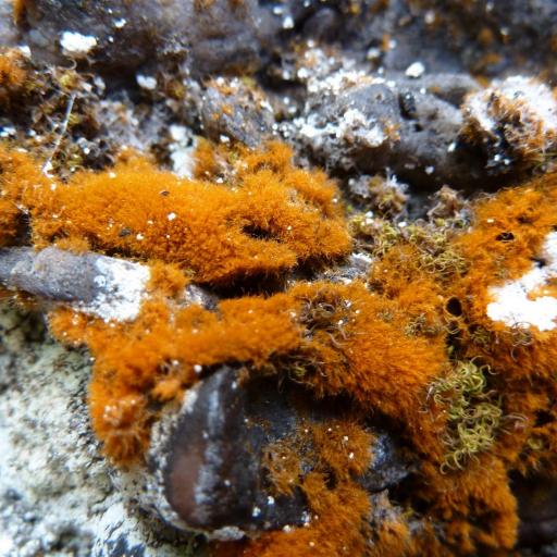 Trentepohlia aurea other