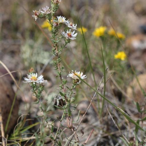 Symphyotrichum falcatum — search result for 'Symphyotrichum'