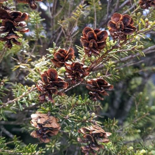 Tsuga chinensis other