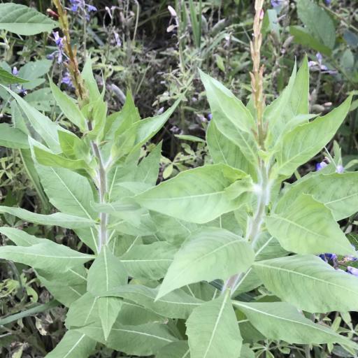 Oenothera curtiflora other