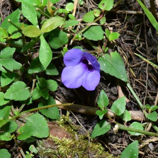 Torenia concolor other