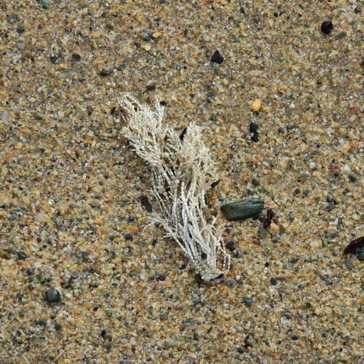 Corallina officinalis — houseplant care guide