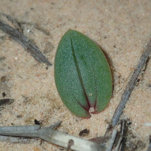 Leporella fimbriata other