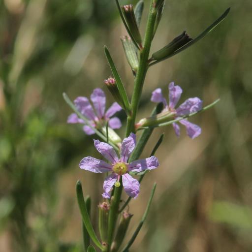 Lythrum californicum other