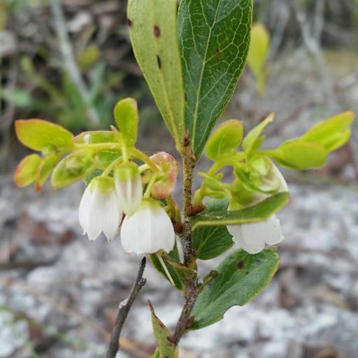 Gaylussacia dumosa — search result for 'Larix'