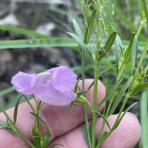 Agalinis heterophylla — search result for 'Agalinis'