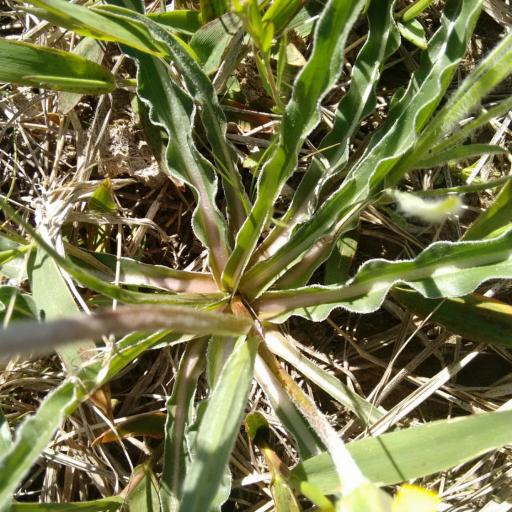 Microseris cuspidata other