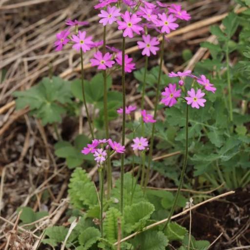 Primula cortusoides other