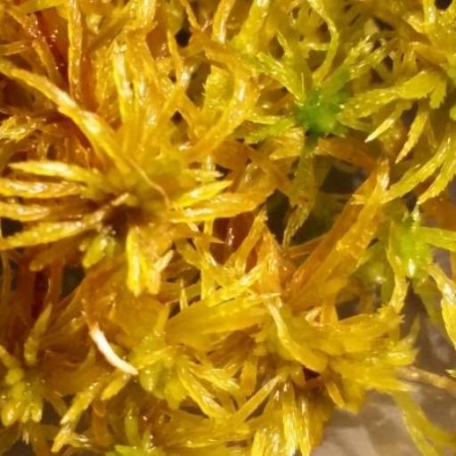 Sphagnum teres other