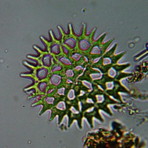 Pediastrum duplex — houseplant care guide