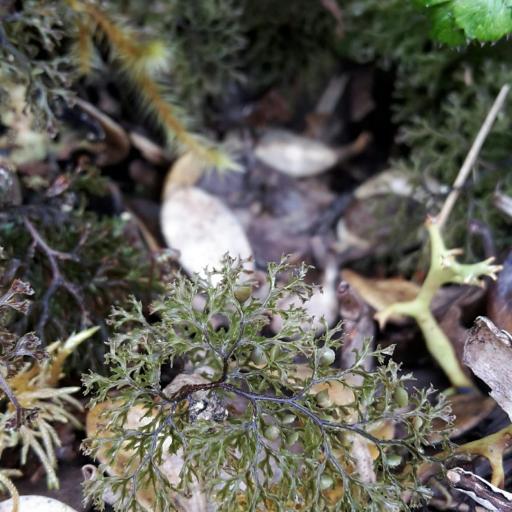 Hymenophyllum multifidum other