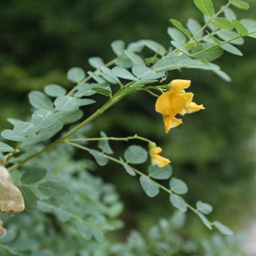 Colutea cilicica other