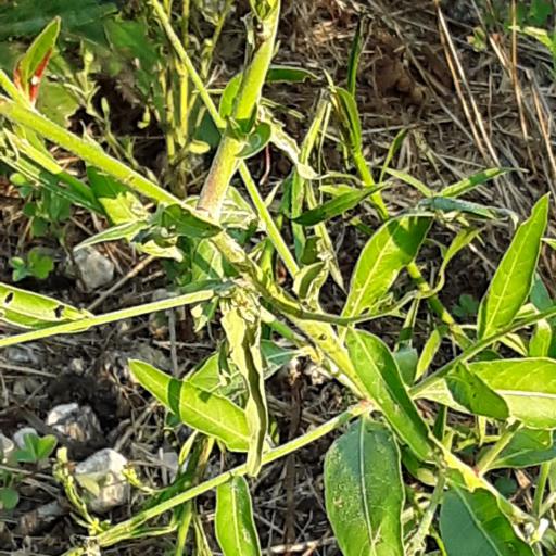 Oenothera filiformis other