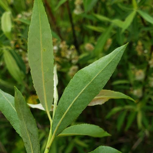 Salix petiolaris — houseplant care guide