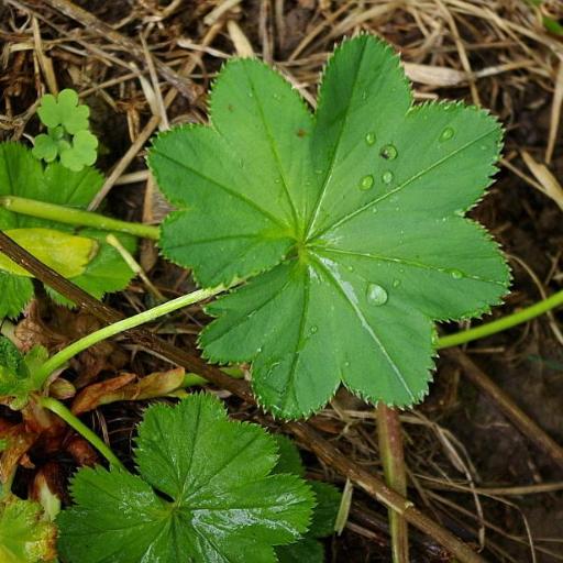 Alchemilla baltica other