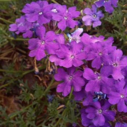 Verbena aristigera other