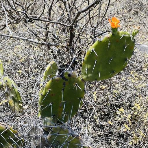 Opuntia soederstromiana other