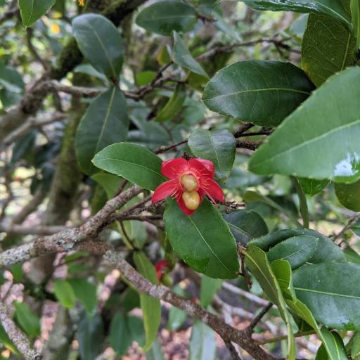 Ochna thomasiana other