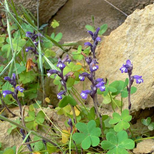 Orobanche mutelii other