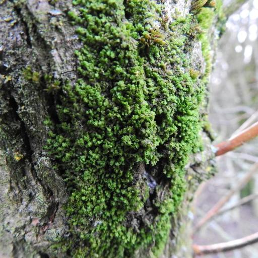 Frullania dilatata — search result for 'Germany'