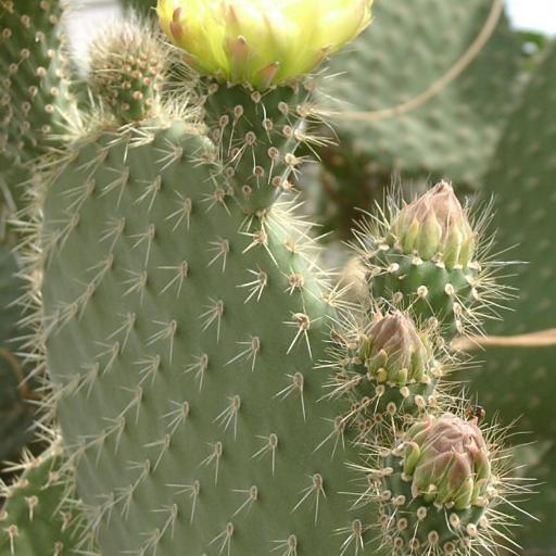Opuntia streptacantha other