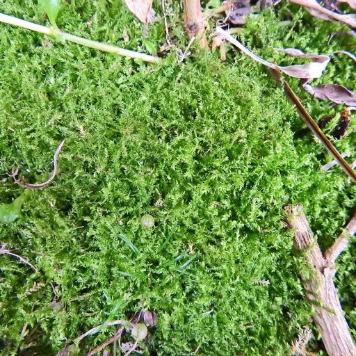 Oxyrrhynchium hians — houseplant care guide