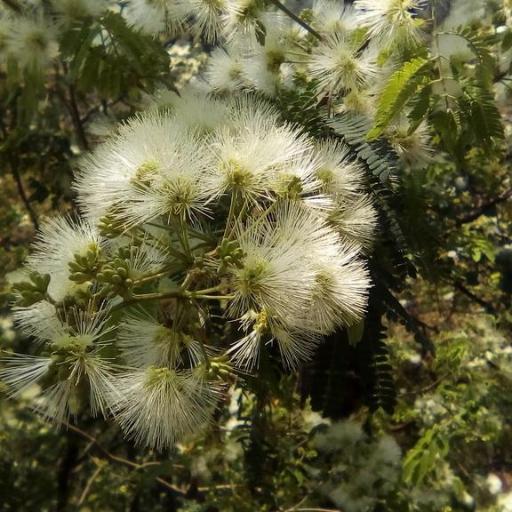 Havardia pallens other