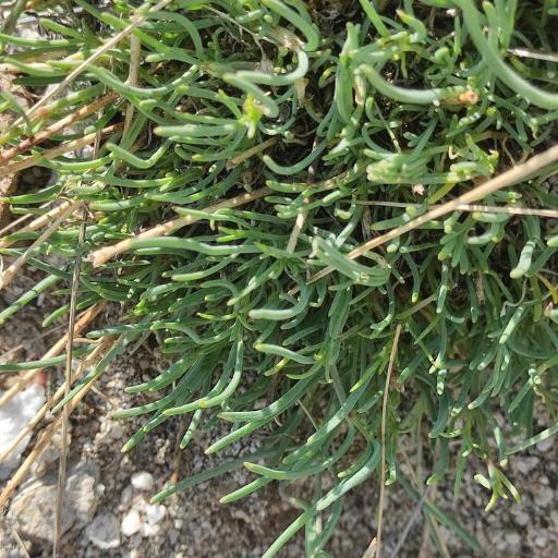 Gypsophila patrinii — search result for 'Gypsophila'