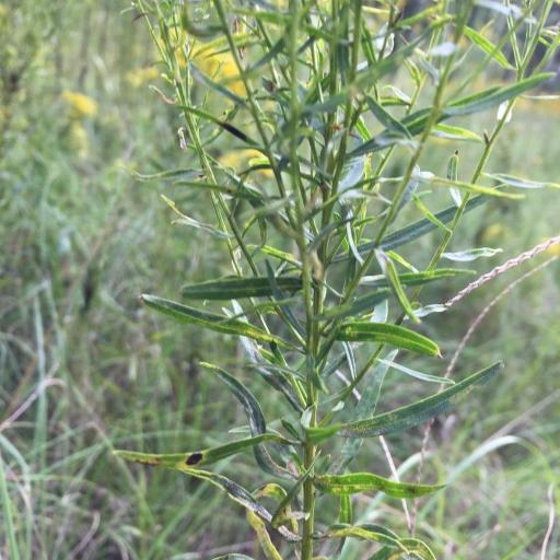 Euthamia leptocephala other
