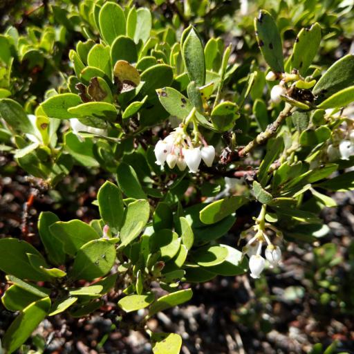 Arctostaphylos nevadensis other
