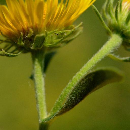 Pentanema britannicum — related species from the same genus