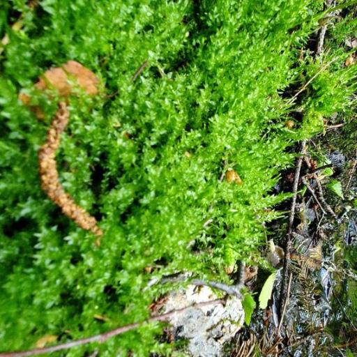 Calliergon cordifolium — search result for 'Iceland'