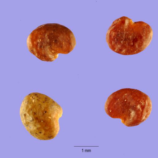 Astragalus distortus other