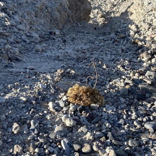 Arctomecon californicum other