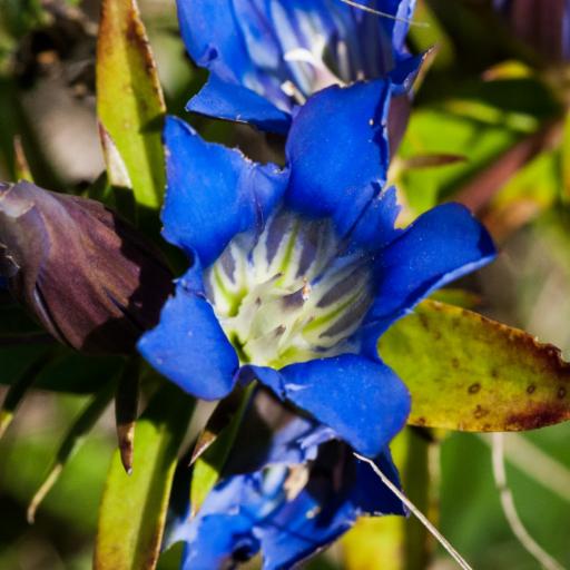 Gentiana puberulenta other