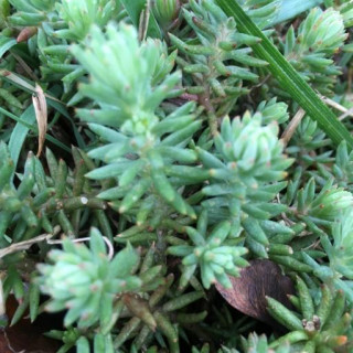 Petrosedum rupestre