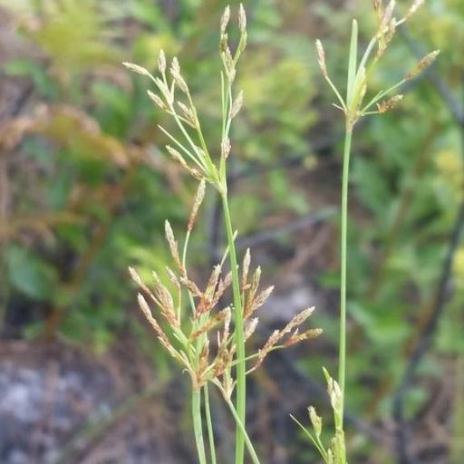 Fimbristylis autumnalis — related species from the same genus